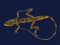 藏品(斯文豪氏攀蜥)的圖片